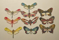 balancerende vlinders voorkant